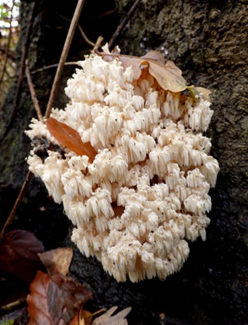 The second fruiting body 